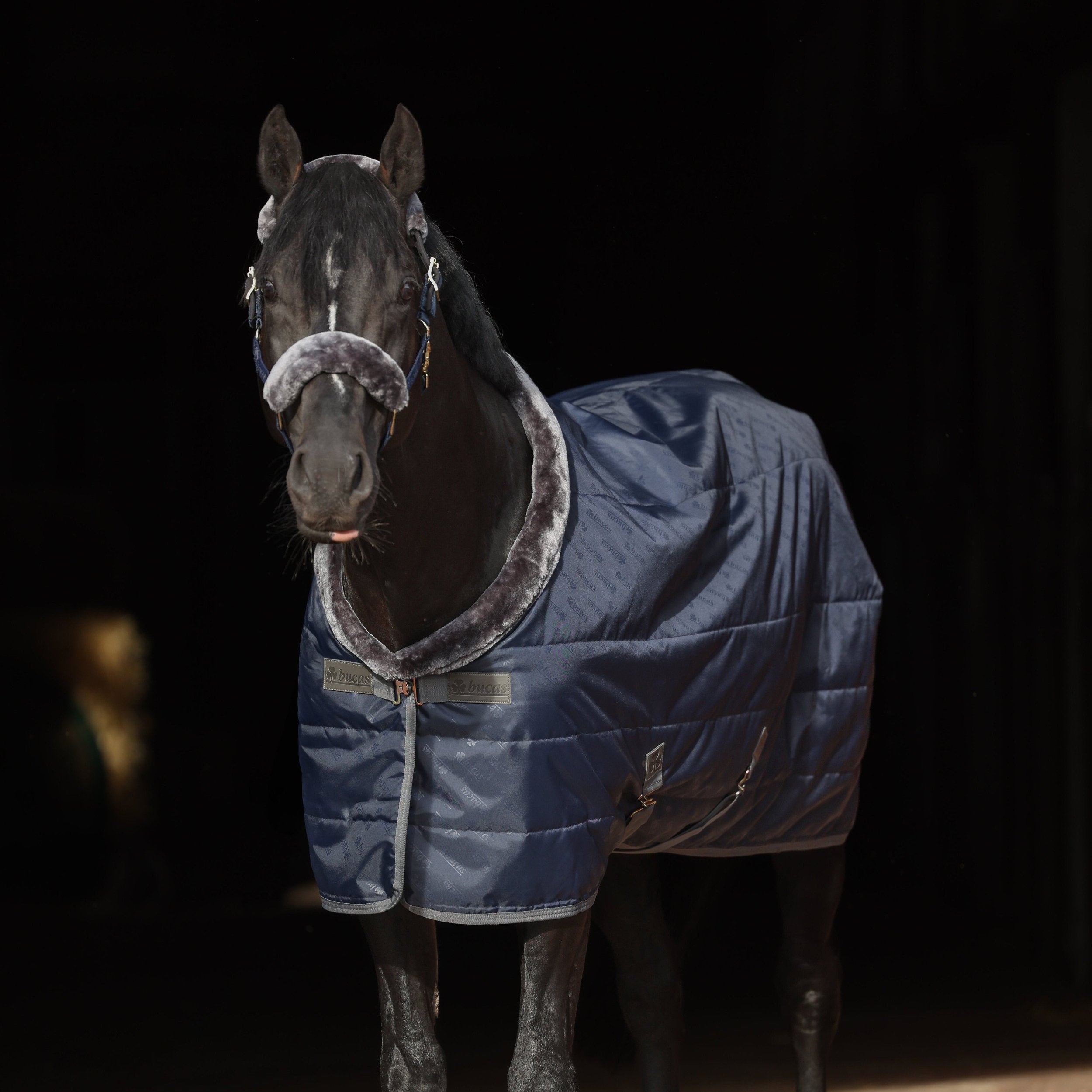Bucas Show-Line Stable Rug – BucasDirect